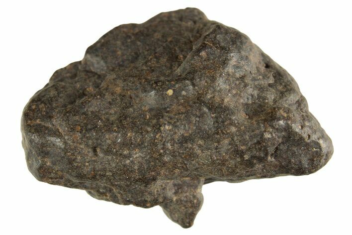 Carbonaceous Chondrite Meteorite ( g) - NWA #313698